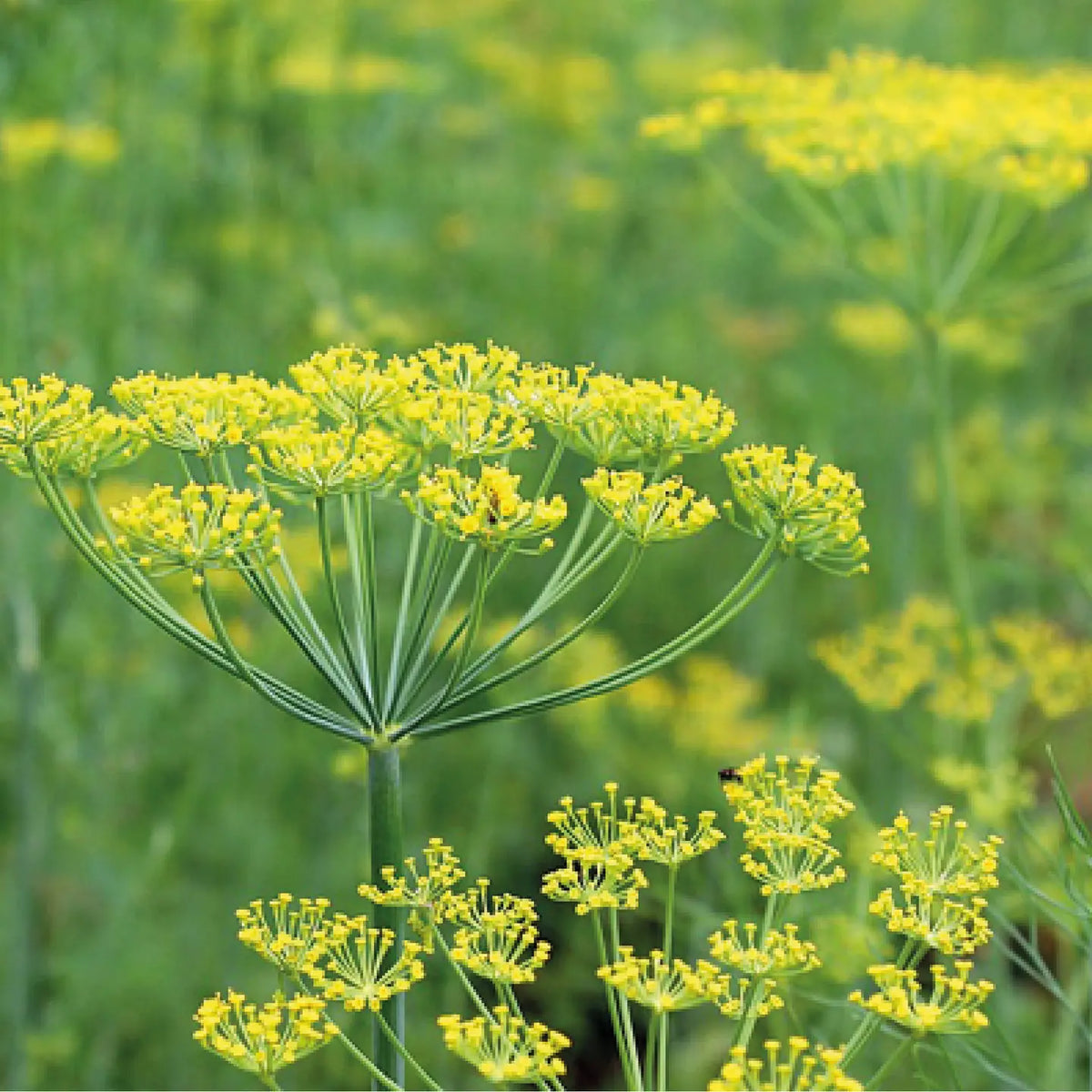 Seed packet