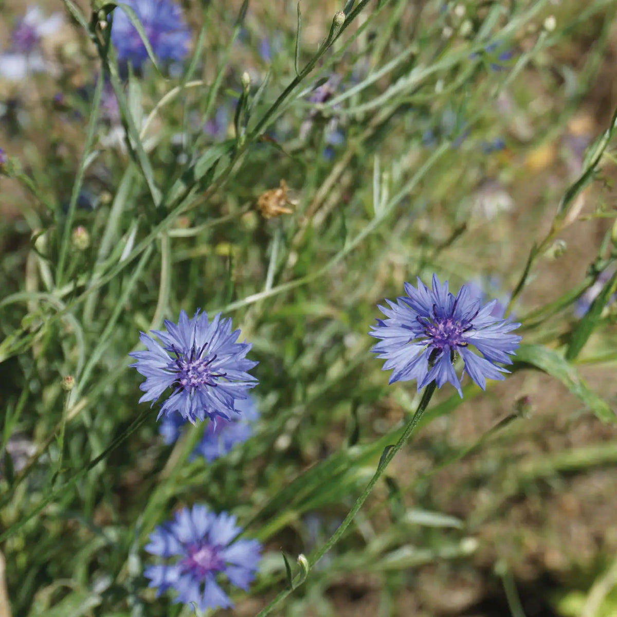 Seed packet