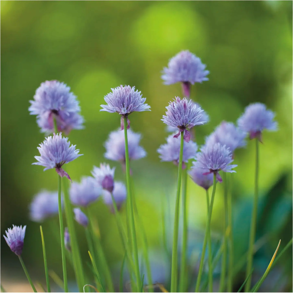 Seed packet