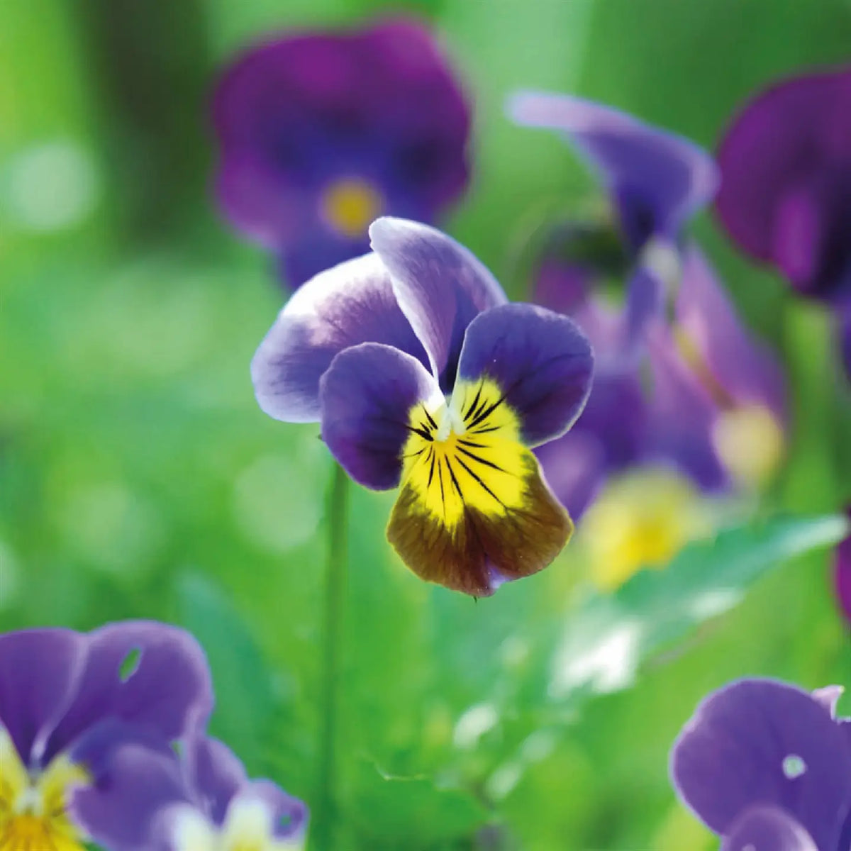 Seed packet